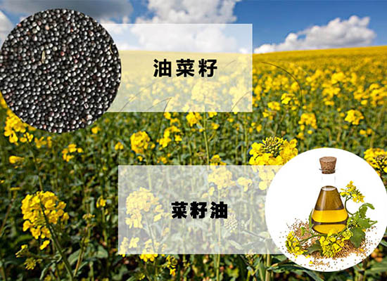 加工菜籽油能賺錢嗎？
