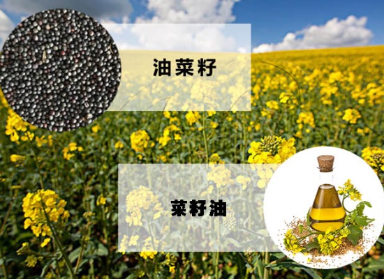 投資建設(shè)菜籽油加工廠，需要考慮哪些問(wèn)題？