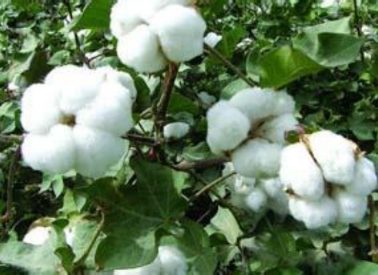 棉籽油為什么叫“黑油”？精煉工藝如何脫除棉籽油中的棉酚？