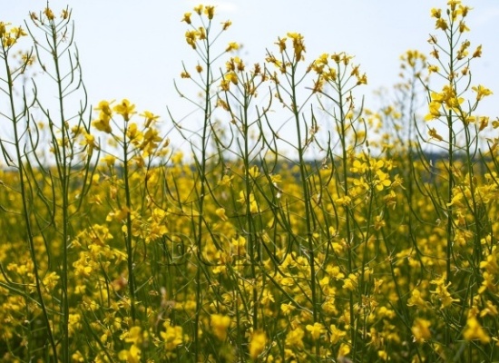 菜籽油的異味來自哪里？食用油加工廠如何去除菜籽油的異味