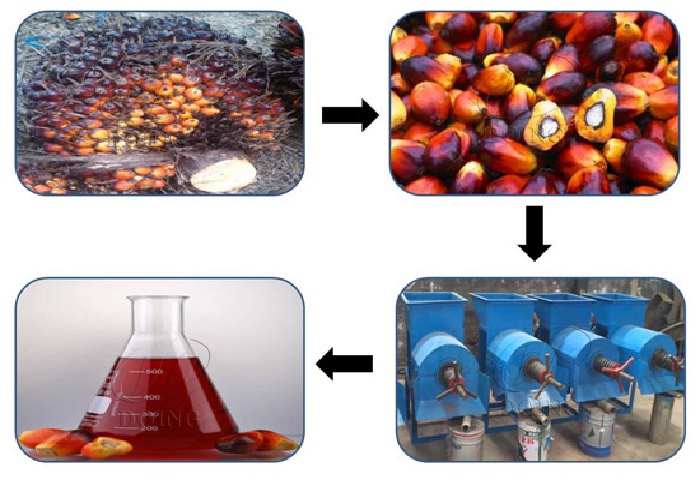 棕櫚果壓榨工藝