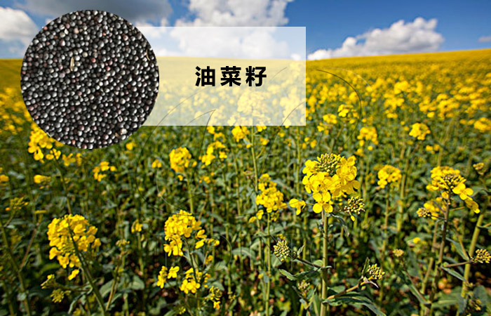 油菜籽